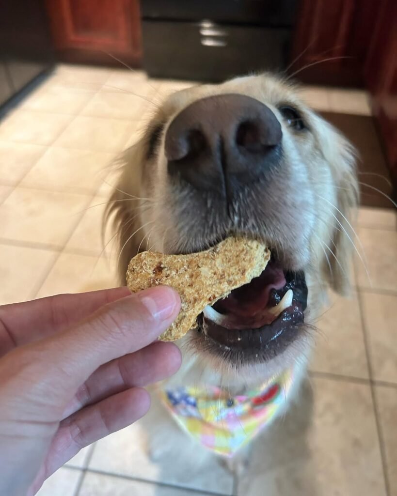 5 Easy Dehydrated Dog Treats: Diy Recipes For A Healthy Snack 2 Homemade chicken jerky strips for dogs