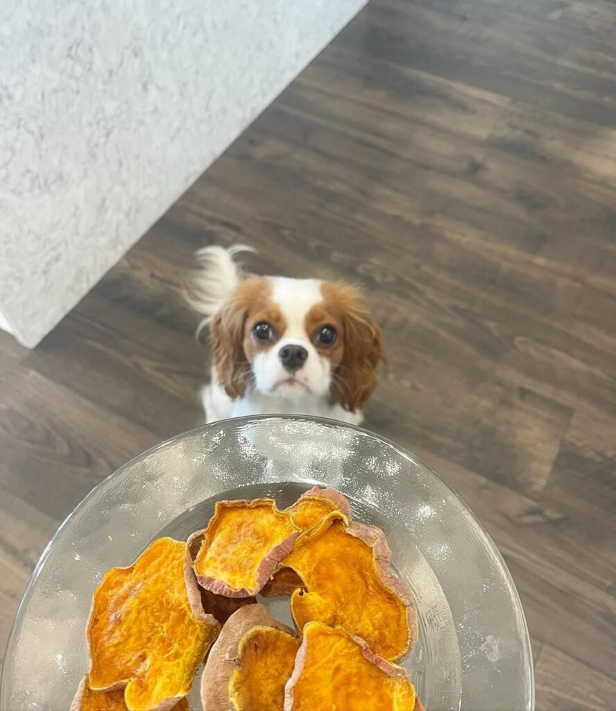 5 Easy Dehydrated Dog Treats: Diy Recipes For A Healthy Snack 3 Homemade sweet potato chews for dogs on a plate
