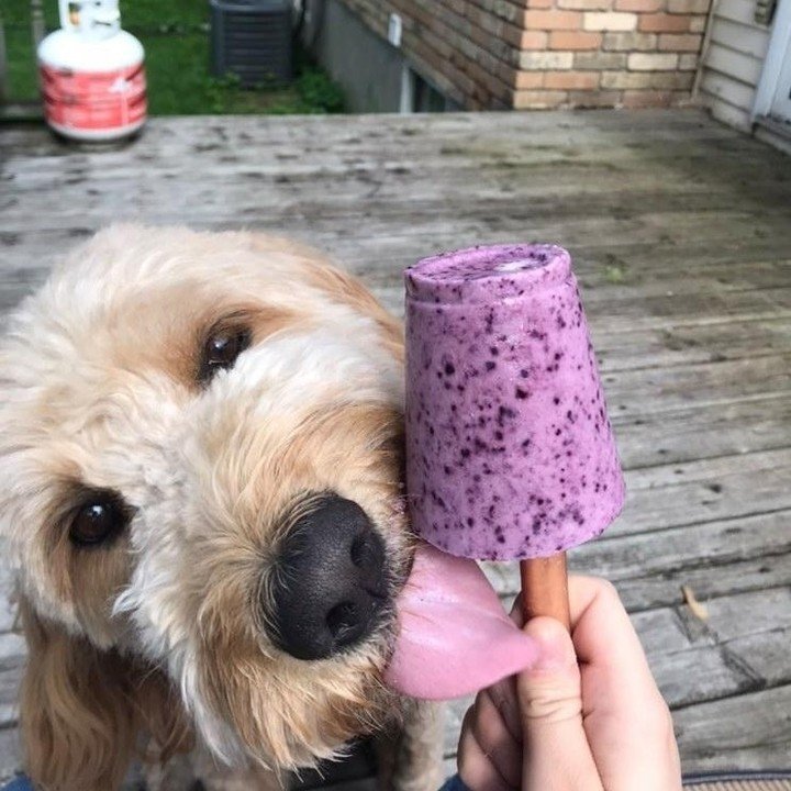 4 Frozen Dog Treats With Blueberries 4 Frozen dog treat made with blueberries and banana, with fresh fruit around it.