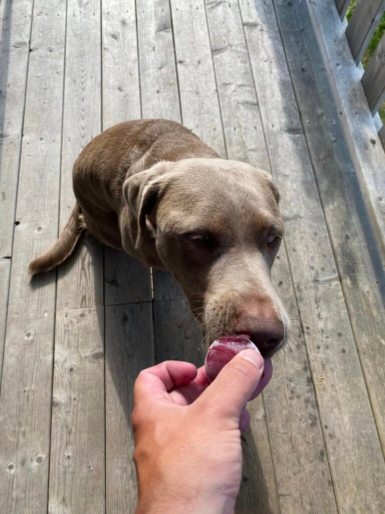 4 Frozen Dog Treats With Blueberries 5 A curious dog sniffing a bowl of frozen peanut butter blueberry ice cubes