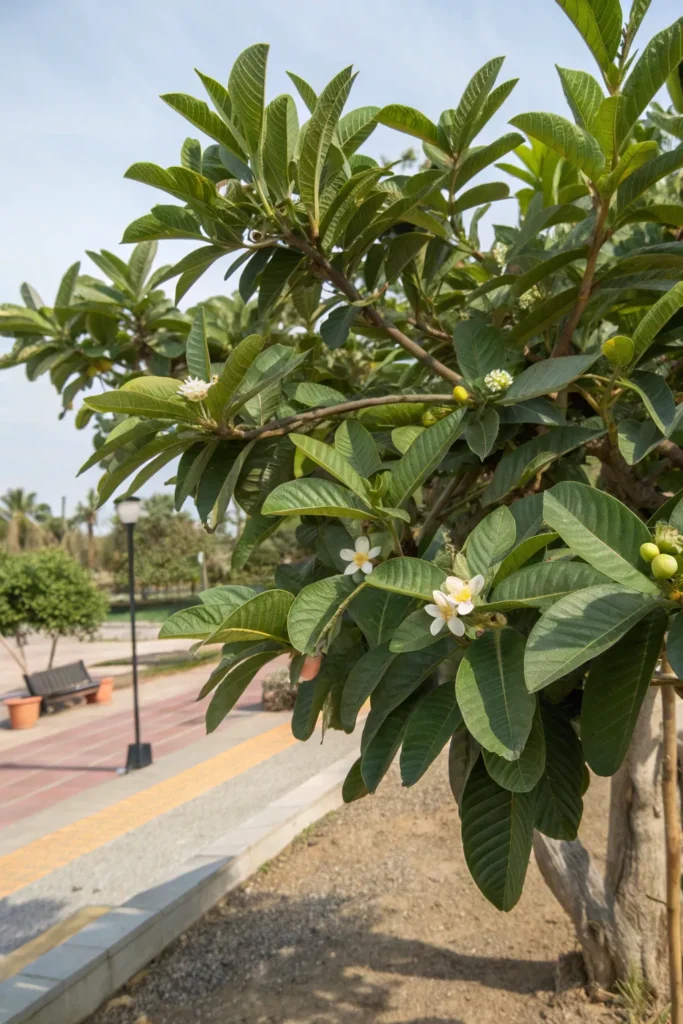 13 Fastest Growing Fruit Trees That Yield in Two Years 6 DA5