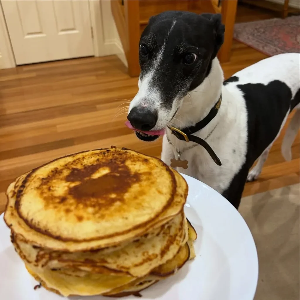 Homemade Dog Pancakes 2 keep 1
