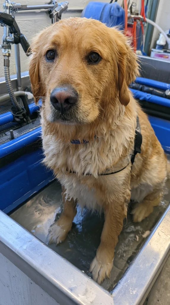 15 Easy Dog Bath Setup Ideas for a Hassle-Free Cleaning Experience 11 cf 10