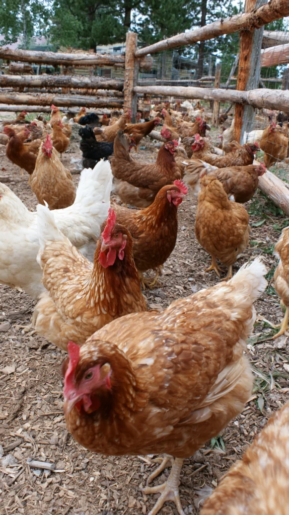 15 Best Plants to Grow in a Chicken Run for Nutrition and Enrichment 15 ld 14